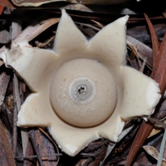 Unidentified Spore sac on a star-like base [earthstars] at Acton, ACT - 27 May 2024 by TimL
