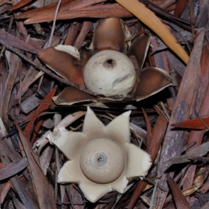 Geastrum sp. at GG179 - 27 May 2024