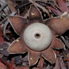 Unidentified Spore sac on a star-like base [earthstars] at ANBG - 27 May 2024 by TimL