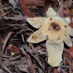 Geastrum sp. at Undefined Area - 27 May 2024 12:42 PM