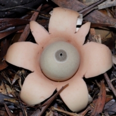 Geastrum sp. (genus) (An earthstar) at GG179 - 27 May 2024 by TimL