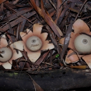 Geastrum sp. at GG179 - 27 May 2024