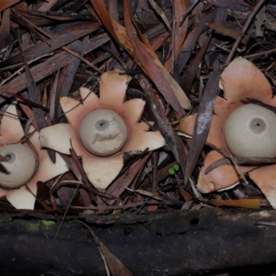 Unidentified Spore sac on a star-like base [earthstars] at Acton, ACT - 27 May 2024 by TimL