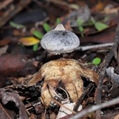 Geastrum tenuipes (An earthstar) at ANBG - 27 May 2024 by TimL
