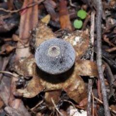 Geastrum tenuipes at ANBG - 27 May 2024