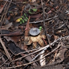 Geastrum tenuipes at ANBG - 27 May 2024 12:48 PM