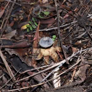 Geastrum tenuipes at ANBG - 27 May 2024