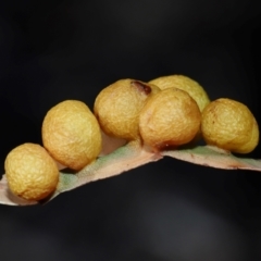 Unidentified Eucalyptus Gall at Acton, ACT - 27 May 2024 by TimL