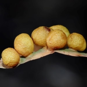 Unidentified Eucalyptus Gall at suppressed by TimL
