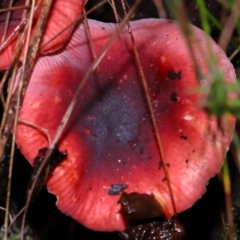 Russula persanguinea (Russula persanguinea) at Gibraltar Pines - 26 May 2024 by TimL