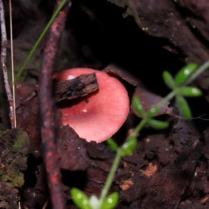 Russula persanguinea at Gibraltar Pines - 26 May 2024 12:36 PM