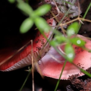 Russula persanguinea at Gibraltar Pines - 26 May 2024