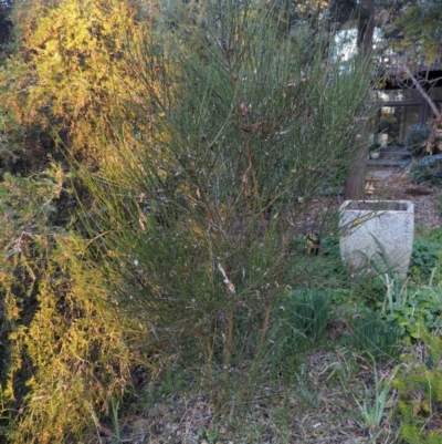 Cytisus scoparius subsp. scoparius (Scotch Broom, Broom, English Broom) at Cook, ACT - 27 May 2024 by JP95