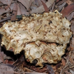 Unidentified Bolete - Fleshy texture, stem central (more-or-less) at ANBG - 17 May 2024 by TimL