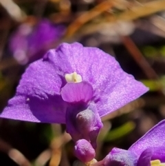 Utricularia dichotoma (Fairy Aprons, Purple Bladderwort) at QPRC LGA - 26 May 2024 by dan.clark