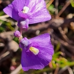 Utricularia dichotoma at QPRC LGA - 26 May 2024