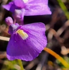 Utricularia dichotoma at QPRC LGA - 26 May 2024