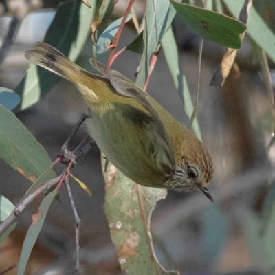 Acanthiza lineata (Striated Thornbill) at The Pinnacle - 27 May 2024 by Trevor