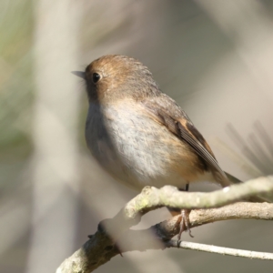 Petroica rodinogaster at The Pinnacle - 27 May 2024