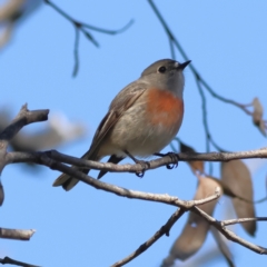 Petroica boodang (Scarlet Robin) at Hawker, ACT - 27 May 2024 by Trevor