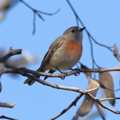 Petroica boodang (Scarlet Robin) at The Pinnacle - 27 May 2024 by Trevor