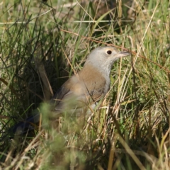 Colluricincla harmonica (Grey Shrikethrush) at Hawker, ACT - 27 May 2024 by Trevor