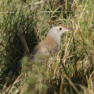 Colluricincla harmonica (Grey Shrikethrush) at The Pinnacle - 27 May 2024 by MichaelWenke