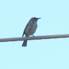 Phylidonyris pyrrhopterus (Crescent Honeyeater) at Hawker, ACT - 27 May 2024 by MichaelWenke