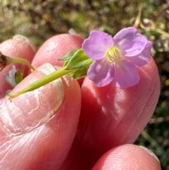 Geranium solanderi var. solanderi (Native Geranium) at Kambah, ACT - 28 May 2024 by lbradley