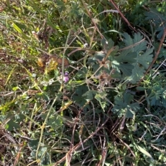 Geranium solanderi var. solanderi at Urambi Hills - 28 May 2024 10:16 AM