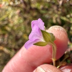 Geranium solanderi var. solanderi at Urambi Hills - 28 May 2024 10:16 AM