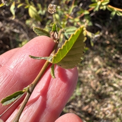 Sida rhombifolia (Paddy's Lucerne, Arrow-leaf Sida) at Urambi Hills - 28 May 2024 by lbradley