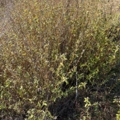 Sida rhombifolia at Kambah, ACT - 28 May 2024