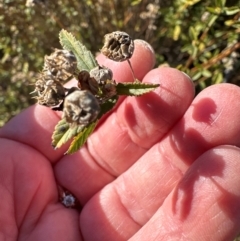 Sida rhombifolia at Kambah, ACT - 28 May 2024