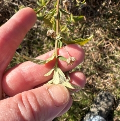 Sida rhombifolia at Kambah, ACT - 28 May 2024