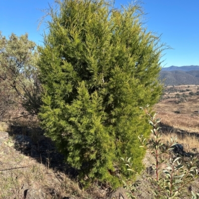 Callitris endlicheri (Black Cypress Pine) at Kambah, ACT - 28 May 2024 by lbradley