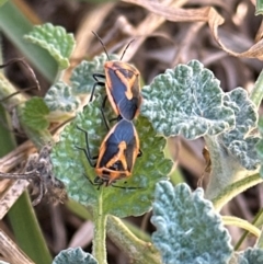 Agonoscelis rutila (Horehound bug) at Kambah, ACT - 28 May 2024 by lbradley