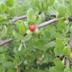 Lycium ferocissimum (African Boxthorn) at Hume, ACT - 18 Dec 2023 by michaelb