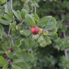 Lycium ferocissimum at Hume, ACT - 18 Dec 2023