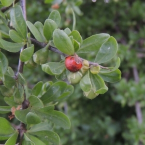 Lycium ferocissimum at Hume, ACT - 18 Dec 2023