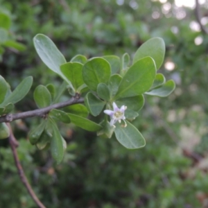 Lycium ferocissimum at Hume, ACT - 18 Dec 2023