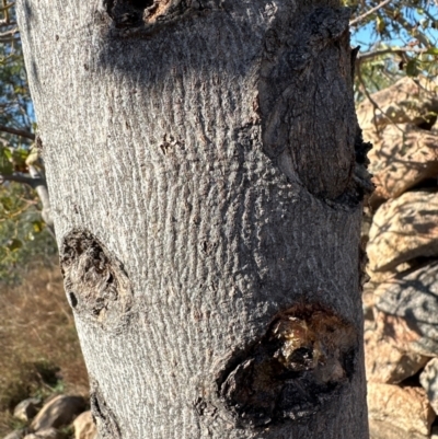 Brachychiton populneus (Kurrajong) at Urambi Hills - 28 May 2024 by lbradley