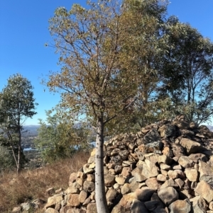 Brachychiton populneus at Kambah, ACT - 28 May 2024