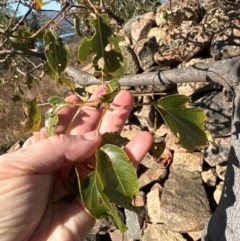 Brachychiton populneus at Kambah, ACT - 28 May 2024