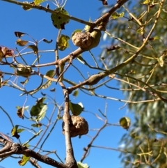 Brachychiton populneus at Kambah, ACT - 28 May 2024