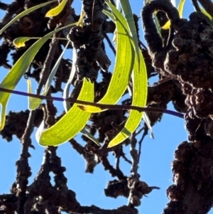 Acacia implexa at Kambah, ACT - 28 May 2024