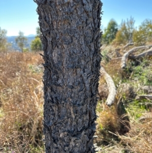 Acacia implexa at Kambah, ACT - 28 May 2024