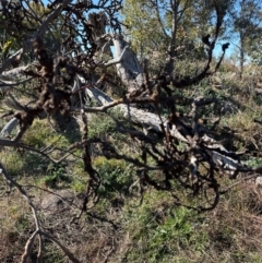 Acacia implexa at Kambah, ACT - 28 May 2024