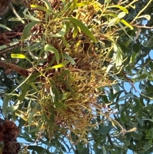 Acacia implexa at Kambah, ACT - 28 May 2024