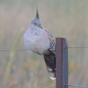 Ocyphaps lophotes at Hume, ACT - 18 Dec 2023